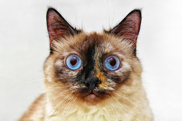 Cat looks like siamese, colorpoint with big blue eyes and emotional face on white background