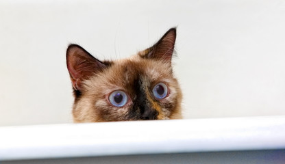 Cat looks like siamese, colorpoint with big blue eyes and emotional face on white background in the bath