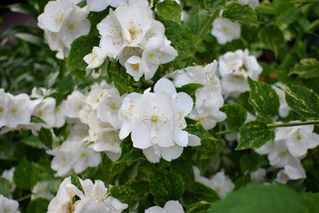 Branch of blooming white philadelphus