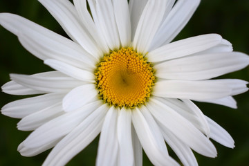 Fototapeta premium Beautiful white garden chamomile on the flower bed 