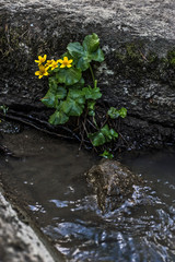 yellow flower on background of the river