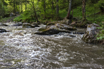 mountain river in the forest