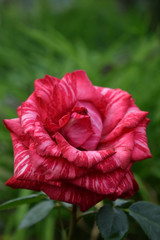 Red striped rose on the flowerbed in the garden