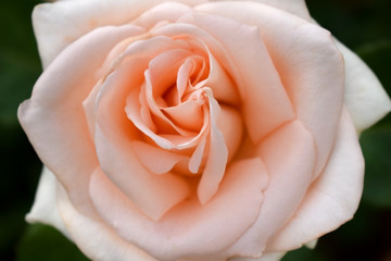 Beautiful creamy peach colored rose in the garden
