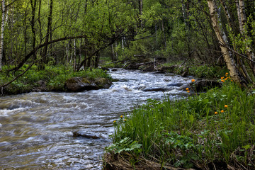 mountain river in the forest