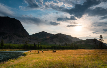 Yellowstone wildlife