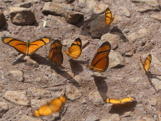 orange Schmetterlinge