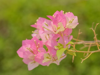 Soft focus bougainvillea glabra pink flowers with green nature blurred background, other names lesser bougainvillea or paperflower.