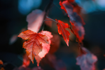 Obraz premium Red leaf
