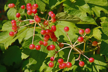 Viburnum opulus Compactum