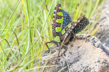 Beautiful Green and brown butterfly sitting on rock