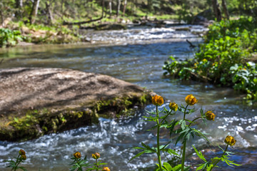 Fototapeta na wymiar yellow flower on background of the river