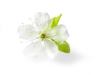 Fototapeta premium Pflaumenblüten