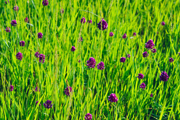 Green grass  and purple flowers. Abstract nature background. Cropped shot of beautiful grassland.