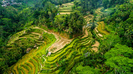 Fototapeta na wymiar Beautiful Rice Terraces on the Bali Island.
