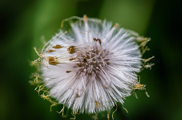 Fluffy dandelion