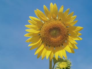 Naklejka premium Beautiful sunflower yellow flower blossom with blue sky background.