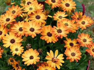 Osteospermum Orange ou marguerite du cap