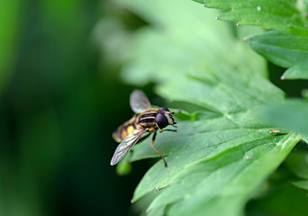 Insect on grass