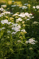Fototapeta premium Achillea millefolium blossoms in the summer garden