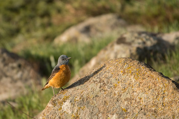 Stunning bird photo. Common rock thrush / Monticola saxatilis