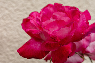 Close up on a fresh red rose in front of a wall