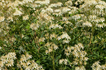 Clematis recta, the erect clematis or ground virginsbower, is a species of Clematis 