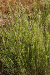 Carex arenaria Cyperaceae plant in summer meadow