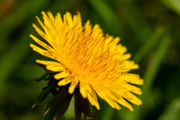 Makro eines L&ouml;wenzahn