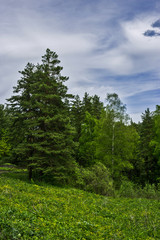 Fototapeta na wymiar pine forest and blue sky