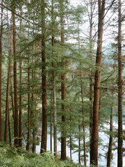 Forest patterns and textures, trees, leafs and water