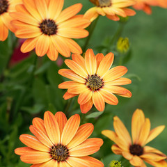 Fototapeta premium Osteospermum Orange ou marguerite du cap