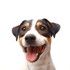 Closeup of jack russel terrier with open mouth on white background