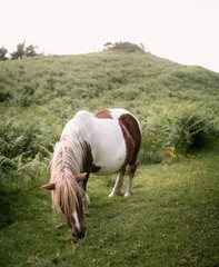 White and brown midget horse grazing in a green hill