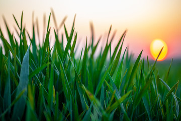 Gras im Sonnenuntergang