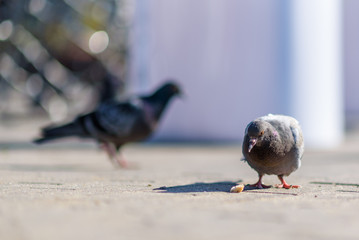 Portrait of a pigeon on a city street.