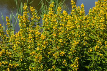 Lysimachia is a genus consisting of 193 accepted species of flowering plants traditionally classified in the family Primulaceae.