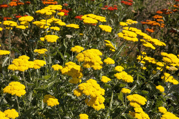Achillea millefolium blossoms in the summer garden. © jbphotographylt