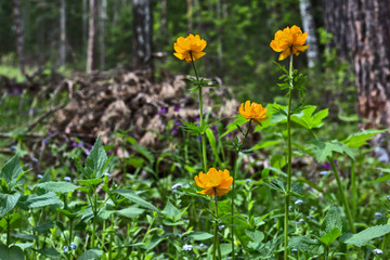 Obraz premium flowers in the forest