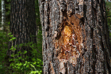 bark of a tree