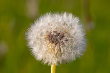 Pusteblume