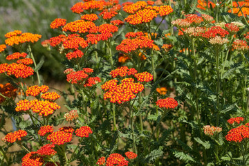 Achillea millefolium, commonly known as yarrow is a flowering plant in the family Asteraceae. © jbphotographylt