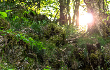 woods, wood forest, summer, wald, baum, natur, green, dschungel, regenwald, baum, landschaft, bahn, tropisch, holz, park, wildnis, umwelt, blatt, holz, pflanze, rain, sommer, schön, auflösungszeichen,