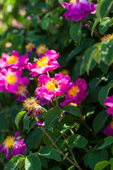 Rose" La Belle Sultane" - beautiful Gallica Rosa