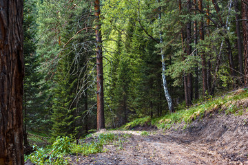 path in forest