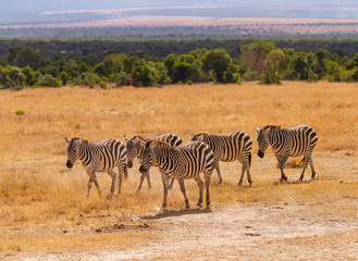 Obraz premium Herd five 5 plains zebra Equus quagga walking golden grass plains hills in distant landscape Masai Mara National Reserve Kenya East Africa