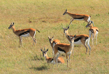 Naklejka na ściany i meble Herd young Thomson's gazelles Eudorcas thomsonii standing still looking anxious as predator nearby grass plain Masai Mara National Reserve Kenya East Africa