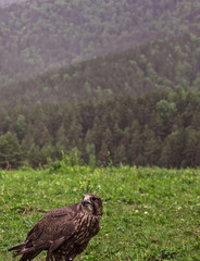 bird of prey