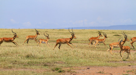 Action group impala Aepyceros melampus racing with hooves in air green savannah grass plains with blue sky and distant hills Masai Mara National Reserve Kenya East Africa © Nicola.K.photos