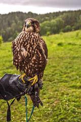hawk in flight
